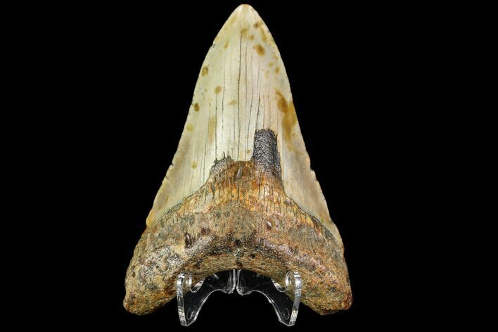 Fossil Megalodon Tooth - North Carolina #109871